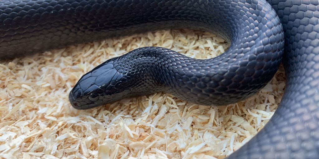 Lampropeltis Nigritus – Foekreptiles