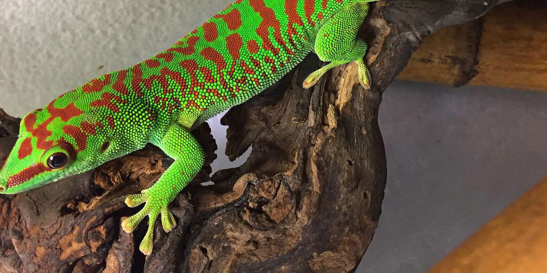 Phelsuma grandis – Foekreptiles