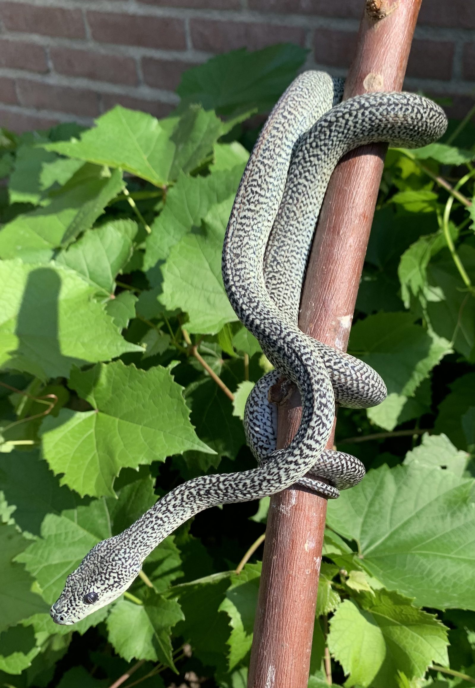 Morelia spilota 1