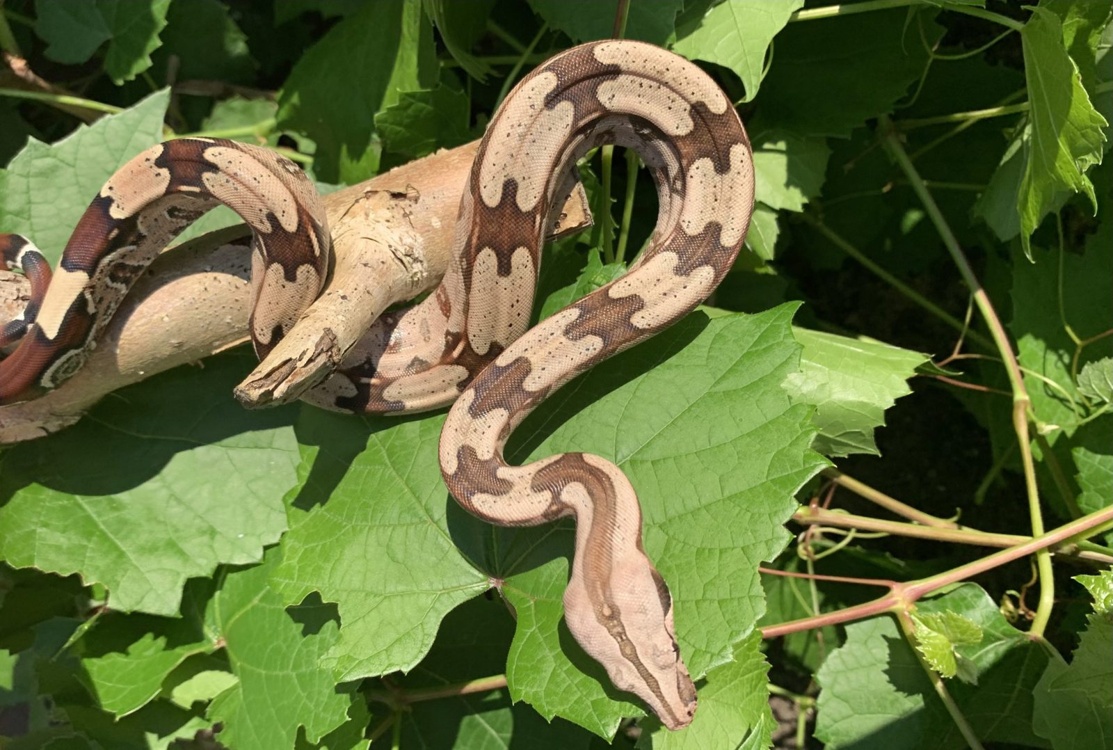 Boa constrictor Surinam 1